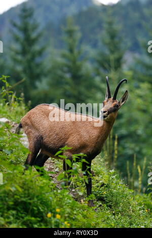 Gaemse, (Rupicapra rupicapra) Stockfoto