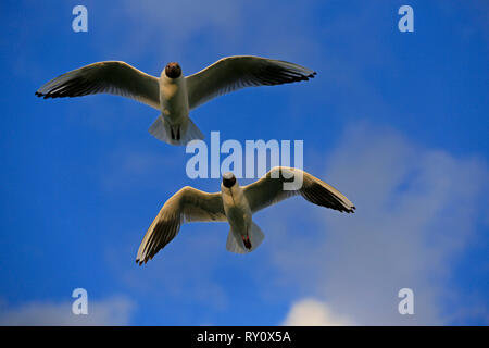 (Chroicocephalus Lachmoewen, ridibundus) Stockfoto