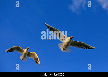 (Chroicocephalus Lachmoewen, ridibundus) Stockfoto