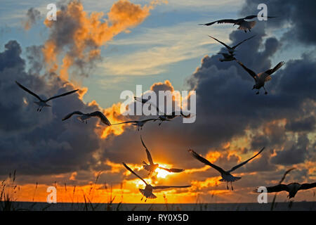 (Chroicocephalus Lachmoewen, ridibundus) Stockfoto