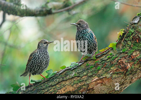 Stare (Sturnus vulgaris) Stockfoto