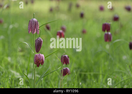 Die Schlange Kopf fritillary, Botanischer Garten, Bosestrasse, Kassel, Deutschland, (Fritillaria meleagris) Stockfoto