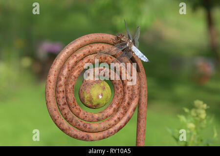 Plattbauch, breit-bodied Darter, Niedersachsen, Deutschland, (Libellula depressa) Stockfoto