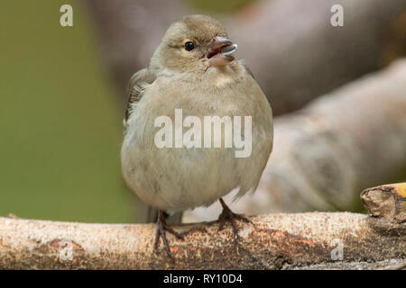 Gemeinsame Buchfink, weiblich, (Fringilla coelebs) Stockfoto