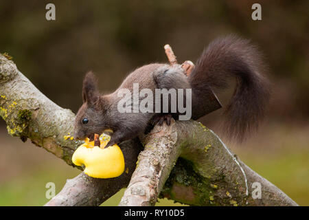 Eichhörnchen, Essen, Apfel, (Sciurus vulgaris) Stockfoto