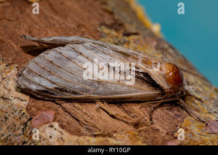 Prominente motte Schlucken (Pheosia Tremula), Stockfoto