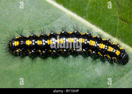 Scarlet Tiger Moth, Caterpillar, (Callimorpha dominula) Stockfoto