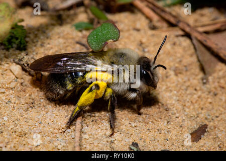 Grau unterlegt - Bergbau - Biene, (Andrena vaga) Stockfoto