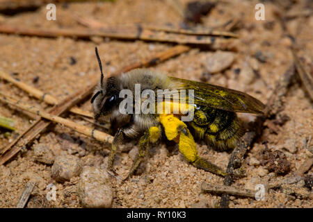 Grau unterlegt - Bergbau - Biene, (Andrena vaga) Stockfoto