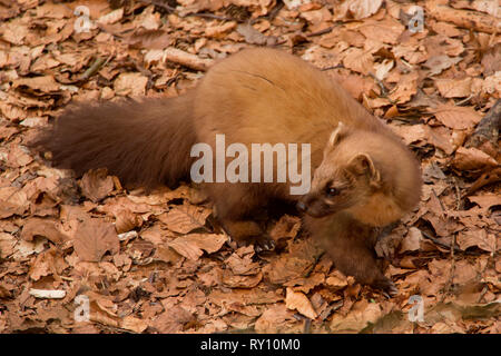 Europäische Baummarder (Martes martes) Stockfoto