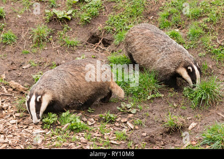 Europäischen Dachs (Meles meles) Stockfoto