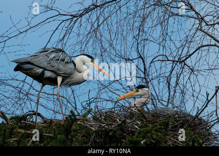 Graureiher (Ardea cinerea) Stockfoto