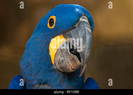 Hyazinthe (Anodorhynchus hyacinthinus) Stockfoto