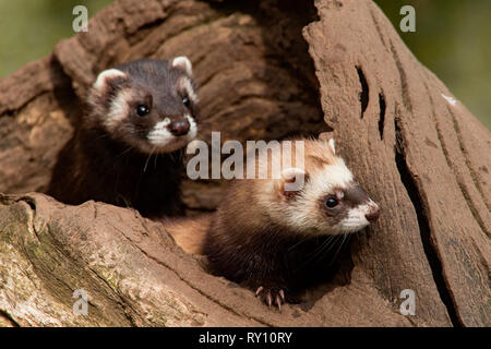 Europäische Iltisse, (Mustela putorius) Stockfoto