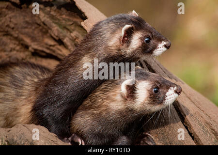 Europäische Iltisse, (Mustela putorius) Stockfoto