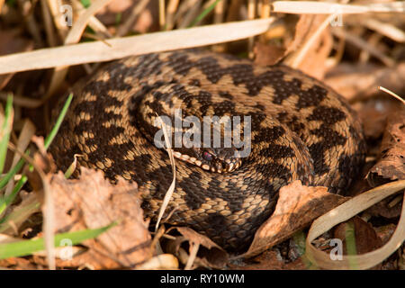 Gemeinsame europäische Kreuzotter (Vipera berus) Stockfoto