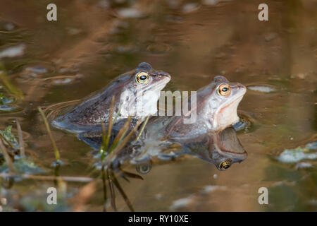 Moorfrosch, Männer, (Rana arvalis) Stockfoto