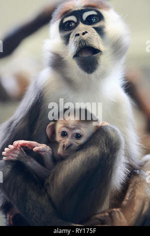 Tierpark Berlin, Deutschland. 08 Mär, 2019. Einen Kragen Tag isst und hat ein Kätzchen. Der Nachwuchs wurde am 19. Januar 2019 im Tierpark Berlin geboren. Quelle: Annette Riedl/dpa-Zentralbild/ZB/dpa/Alamy leben Nachrichten Stockfoto