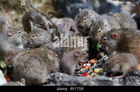 Tierpark Berlin, Deutschland. 08 Mär, 2019. Gras Ratten in ihrem Gehege im Tierpark Berlin. Quelle: Annette Riedl/dpa-Zentralbild/ZB/dpa/Alamy leben Nachrichten Stockfoto