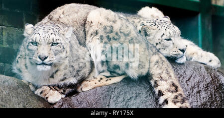 Tierpark Berlin, Deutschland. 08 Mär, 2019. Zwei Schneeleoparden im Tierpark Berlin. Quelle: Annette Riedl/dpa-Zentralbild/ZB/dpa/Alamy leben Nachrichten Stockfoto