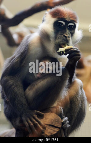 Tierpark Berlin, Deutschland. 08 Mär, 2019. Einen Kragen Tag isst und hat ein Kätzchen. Der Nachwuchs wurde am 19. Januar 2019 im Tierpark Berlin geboren. Quelle: Annette Riedl/dpa-Zentralbild/ZB/dpa/Alamy leben Nachrichten Stockfoto