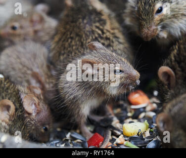 Tierpark Berlin, Deutschland. 08 Mär, 2019. Gras Ratten in ihrem Gehege im Tierpark Berlin. Quelle: Annette Riedl/dpa-Zentralbild/ZB/dpa/Alamy leben Nachrichten Stockfoto