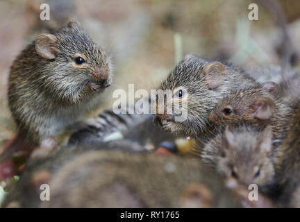 Tierpark Berlin, Deutschland. 08 Mär, 2019. Gras Ratten in ihrem Gehege im Tierpark Berlin. Quelle: Annette Riedl/dpa-Zentralbild/ZB/dpa/Alamy leben Nachrichten Stockfoto