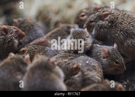 Tierpark Berlin, Deutschland. 08 Mär, 2019. Gras Ratten in ihrem Gehege im Tierpark Berlin. Quelle: Annette Riedl/dpa-Zentralbild/ZB/dpa/Alamy leben Nachrichten Stockfoto