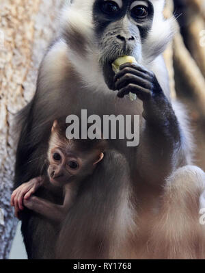 Tierpark Berlin, Deutschland. 08 Mär, 2019. Einen Kragen Tag isst und hat ein Kätzchen. Der Nachwuchs wurde am 19. Januar 2019 im Tierpark Berlin geboren. Quelle: Annette Riedl/dpa-Zentralbild/ZB/dpa/Alamy leben Nachrichten Stockfoto