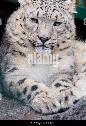 Tierpark Berlin, Deutschland. 08 Mär, 2019. Ein Snow Leopard im Zoo Berlin. Quelle: Annette Riedl/dpa-Zentralbild/ZB/dpa/Alamy leben Nachrichten Stockfoto