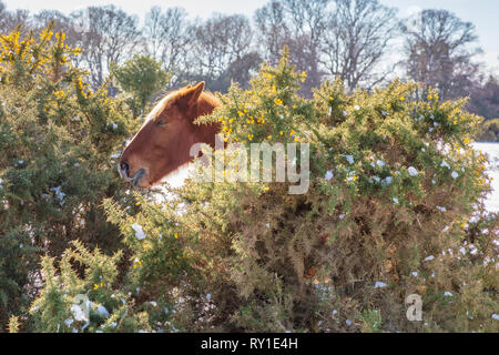 New Forest pony frisst von einem ginster Bush während eines Zeitraums von schweren Winter Schnee, New Forest, Hampshire UK Stockfoto