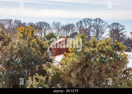 New Forest pony frisst von einem ginster Bush während eines Zeitraums von schweren Winter Schnee, New Forest, Hampshire UK Stockfoto