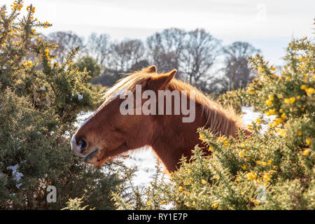 New Forest pony frisst von einem ginster Bush während eines Zeitraums von schweren Winter Schnee, New Forest, Hampshire UK Stockfoto