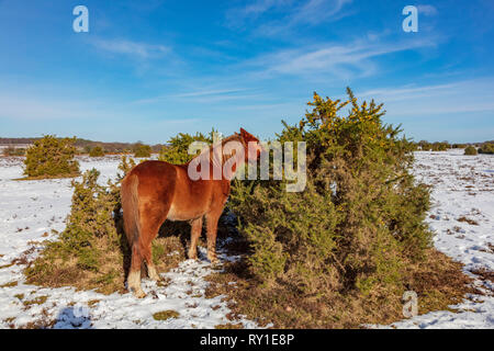 New Forest pony frisst von einem ginster Bush während eines Zeitraums von schweren Winter Schnee, New Forest, Hampshire UK Stockfoto