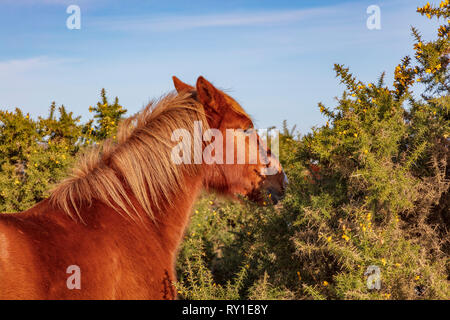 New Forest pony frisst von einem ginster Bush während eines Zeitraums von schweren Winter Schnee, New Forest, Hampshire UK Stockfoto