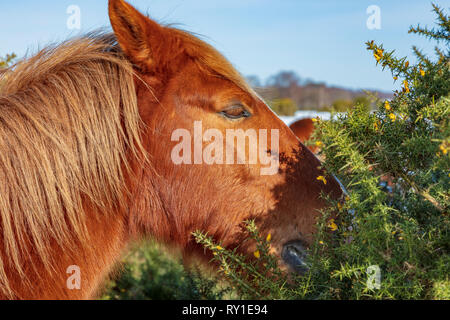 New Forest pony frisst von einem ginster Bush während eines Zeitraums von schweren Winter Schnee, New Forest, Hampshire UK Stockfoto