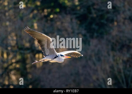 Ein Graureiher im Flug bei Warnham Naturschutzgebiet Stockfoto