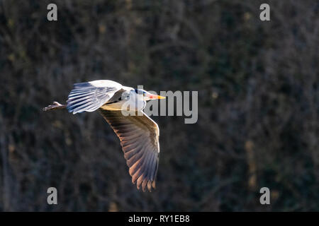 Ein Graureiher im Flug bei Warnham Naturschutzgebiet Stockfoto