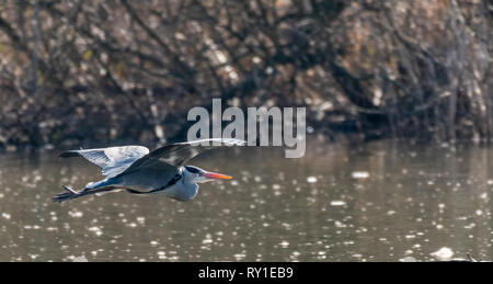 Ein Graureiher im Flug bei Warnham Naturschutzgebiet Stockfoto