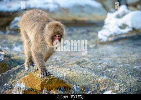 Japanische macaque springen. Die japanischen Makaken, Wissenschaftlicher Name: Macaca fuscata, auch als Snow monkey bekannt. Natürlicher Lebensraum, Wintersaison. Stockfoto