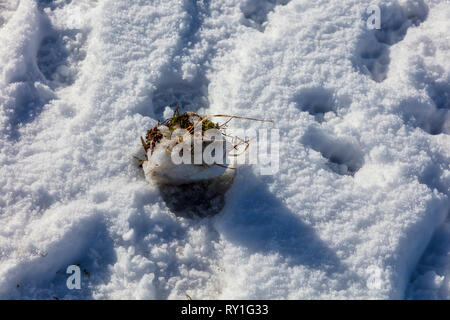 Eine Kugel von Gras und Moos zwischen Tier Spuren im Schnee in der Nähe von Fritham im New Forest, Hampshire, Großbritannien Stockfoto