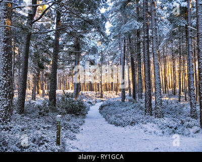 Wintersonne Stockfoto