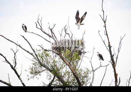 Fischadler thront in der Nähe ihr Nest auf einem toten Baum. Stockfoto
