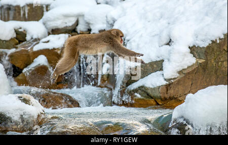 Japanische macaque springen. Die japanischen Makaken, Wissenschaftlicher Name: Macaca fuscata, auch als Snow monkey bekannt. Natürlicher Lebensraum, Wintersaison. Stockfoto