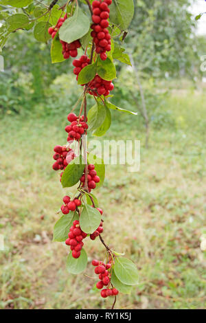 Niederlassungen der Roten schisandra. Reif schizandra. Ernte von nützliche Pflanze. Red schizandra vertikal hängenden auf den grünen Zweig. Schizandra chinensis Pflanze mit Stockfoto