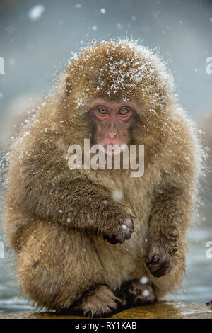 Japanischen Makaken. Natürlichen heißen Quellen im Winter. Die japanischen Makaken (Wissenschaftlicher Name: Macaca fuscata), auch als Snow monkey bekannt. Stockfoto