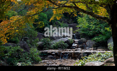 Ein Wald Fluss fließt durch eine Lust japanischen Wald. Das Wasser fließt über Felsen und durch den Herbst gefärbten Bäumen. Stockfoto