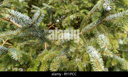 Flauschige Tanne brunch hautnah. Flache konzentrieren. Weihnachten wallpaper Konzept. Stockfoto