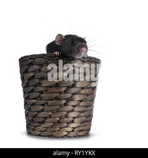 Cute dumbo Ratte, sitzen in Braun Flower Pot. Auf der Suche über die Kante an der Kamera. Auf weissem Hintergrund. Pfoten am Rand des Topfes. Stockfoto