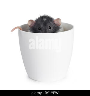 Cute dumbo Ratte, sitzend/Ausblenden in einen leeren Blumentopf. Lugen nur über den Rand mit Kopf und Schwanz. Suchen geradeaus am Objektiv mit glänzenden Augen. Stockfoto